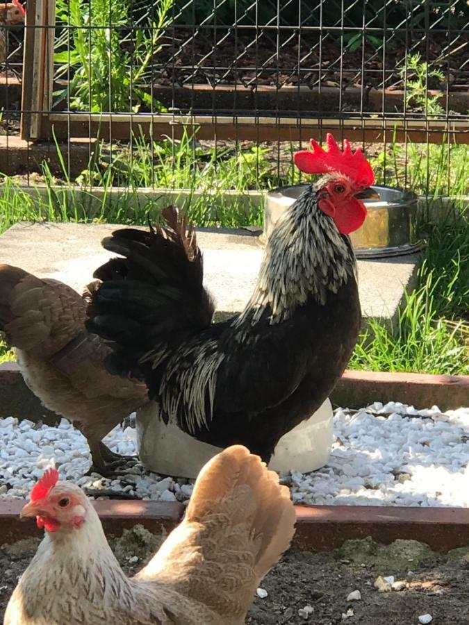 Ferienwohnung Landart Hilter Εξωτερικό φωτογραφία